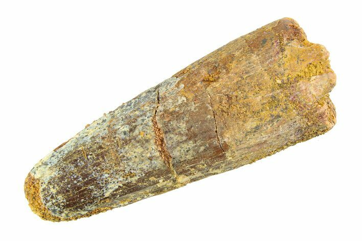 Fossil Spinosaurus Tooth - Real Dinosaur Tooth #353134